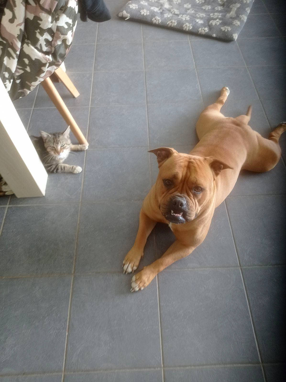 Frost participe au concours pour gagner de l'argent avec cette photo : bulldog, carnivore, companion_dog, dog, dog_breed, fawn, floor, flooring, foot, hardwood, human_leg, paw, snout, sporting_group, tail, thigh, toy_dog, wood, working_animal, wrinkle