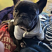 Kora Jean joined the competition — help win amazing prizes! dog, french_bulldog, pet, hoodie, bed, blanket, indoors, black_dog, canine, animal, cute, curious, portrait, face, ears, paw, cozy, home, room, looking
