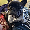 dog, french_bulldog, pet, hoodie, bed, blanket, indoors, black_dog, canine, animal, cute, curious, portrait, face, ears, paw, cozy, home, room, looking