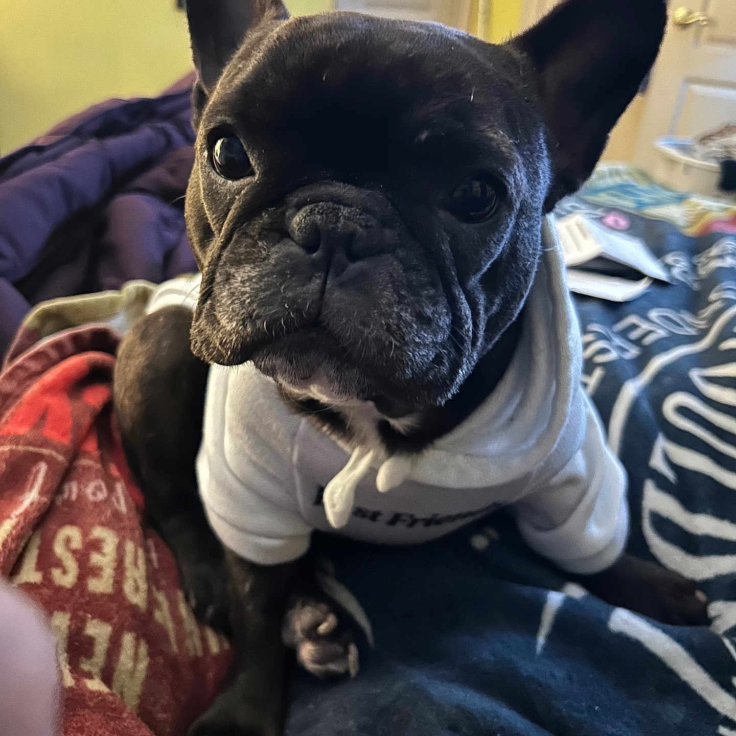 Kora Jean joined the competition — help win amazing prizes! dog, french_bulldog, pet, hoodie, bed, blanket, indoors, black_dog, canine, animal, cute, curious, portrait, face, ears, paw, cozy, home, room, looking