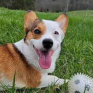 Niyla joined the competition — help win amazing prizes! dog, corgi, grass, toy, outdoor, happy, tongue_out, pet, animal, nature, smiling, playful, brown, white, ears, grass_field, canine, close_up, summer, daytime