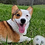 dog, corgi, grass, toy, outdoor, happy, tongue_out, pet, animal, nature, smiling, playful, brown, white, ears, grass_field, canine, close_up, summer, daytime
