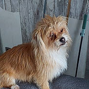 Maya a rejoint le concours — aidez-le/la à gagner de superbes lots ! dog, fluffy, tan_fur, white_fur, pet, indoor, curious, head_tilt, scruffy, small_dog, furniture, grey_surface, wood_paneling, cleaning_tools, paw, animal, domestic, companion, cute, portrait