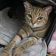 Mahina joined the competition — help win amazing prizes! cat, tabby, pet, indoor, suitcase, blanket, fur, paws, toy, cozy, relaxed, animal, feline, stretching, household, comfort, curious, resting, closeup, domestic