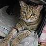 cat, tabby, pet, indoor, suitcase, blanket, fur, paws, toy, cozy, relaxed, animal, feline, stretching, household, comfort, curious, resting, closeup, domestic