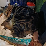Kolohe is registered to the contest to win money with this photo: cat, tabby, sleeping, box, cardboard, blanket, indoor, pet, feline, resting, cozy, striped, animal, fur, cute, domestic, household, quiet, comfort, relaxation