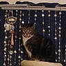 Kolohe is registered to the contest to win money with this photo: cat, tabby_cat, indoor, curtain, decoration, hanging, heart_shape, furniture, beige, dark, pet, animal, sitting, feline, cozy, home, blurred, background, cute, resting