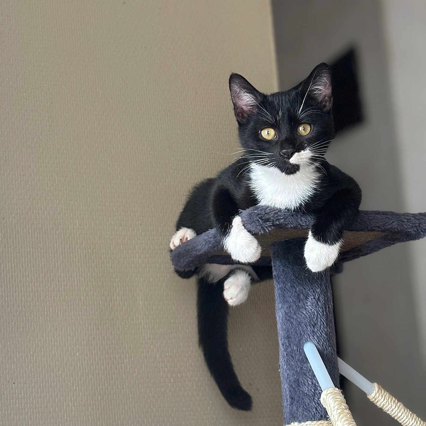 Pablo a rejoint le concours — aidez-le/la à gagner de superbes lots ! abyssinian, accessories, animal, architecture, blackcat, building, cat, egyptiancat, kitten, leash, manx, pet, strap, wall, wood