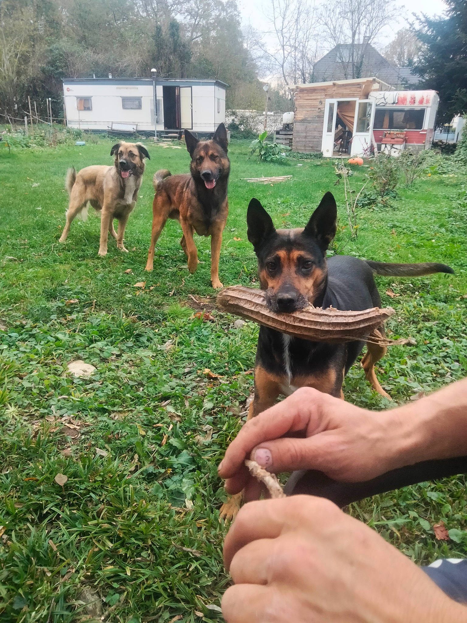 Sia participe au concours pour gagner de l'argent avec cette photo : carnivore, companion_dog, dog, dog_breed, dog_supply, east_european_shepherd, german_shepherd_dog, gesture, grass, guard_dog, herding_dog, king_shepherd, lawn, old_german_shepherd_dog, plant, sporting_group, tree, window, working_animal, working_dog
