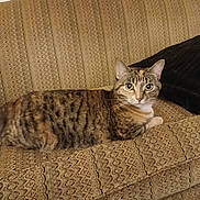 Luna joined the competition — help win amazing prizes! cat, tabby_cat, couch, furniture, indoor, pet, animal, relaxed, patterned_fabric, beige, fur, whiskers, ears, eyes, face, household, cozy, resting, domestic, living_room
