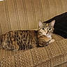 cat, tabby_cat, couch, furniture, indoor, pet, animal, relaxed, patterned_fabric, beige, fur, whiskers, ears, eyes, face, household, cozy, resting, domestic, living_room