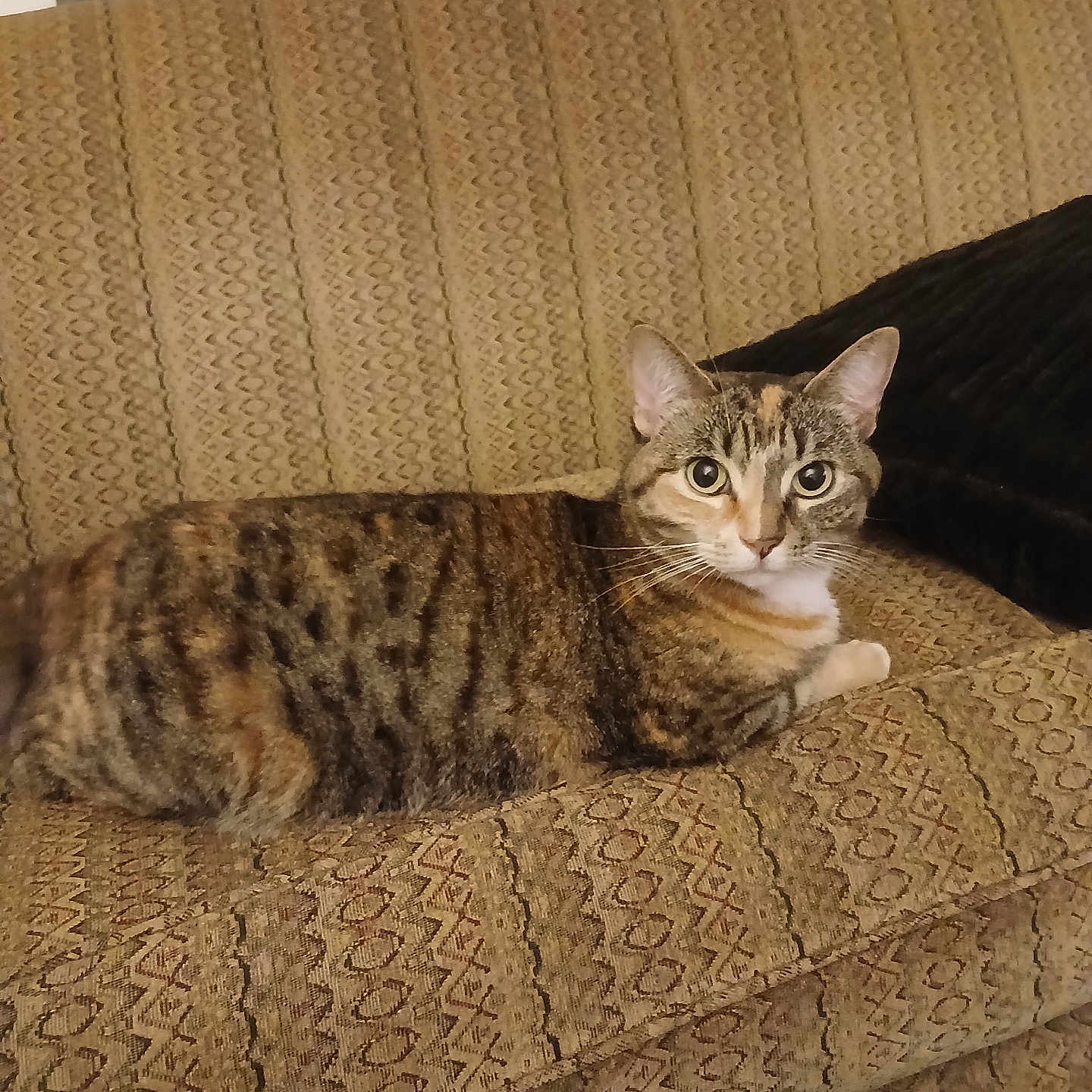Luna joined the competition — help win amazing prizes! cat, tabby_cat, couch, furniture, indoor, pet, animal, relaxed, patterned_fabric, beige, fur, whiskers, ears, eyes, face, household, cozy, resting, domestic, living_room
