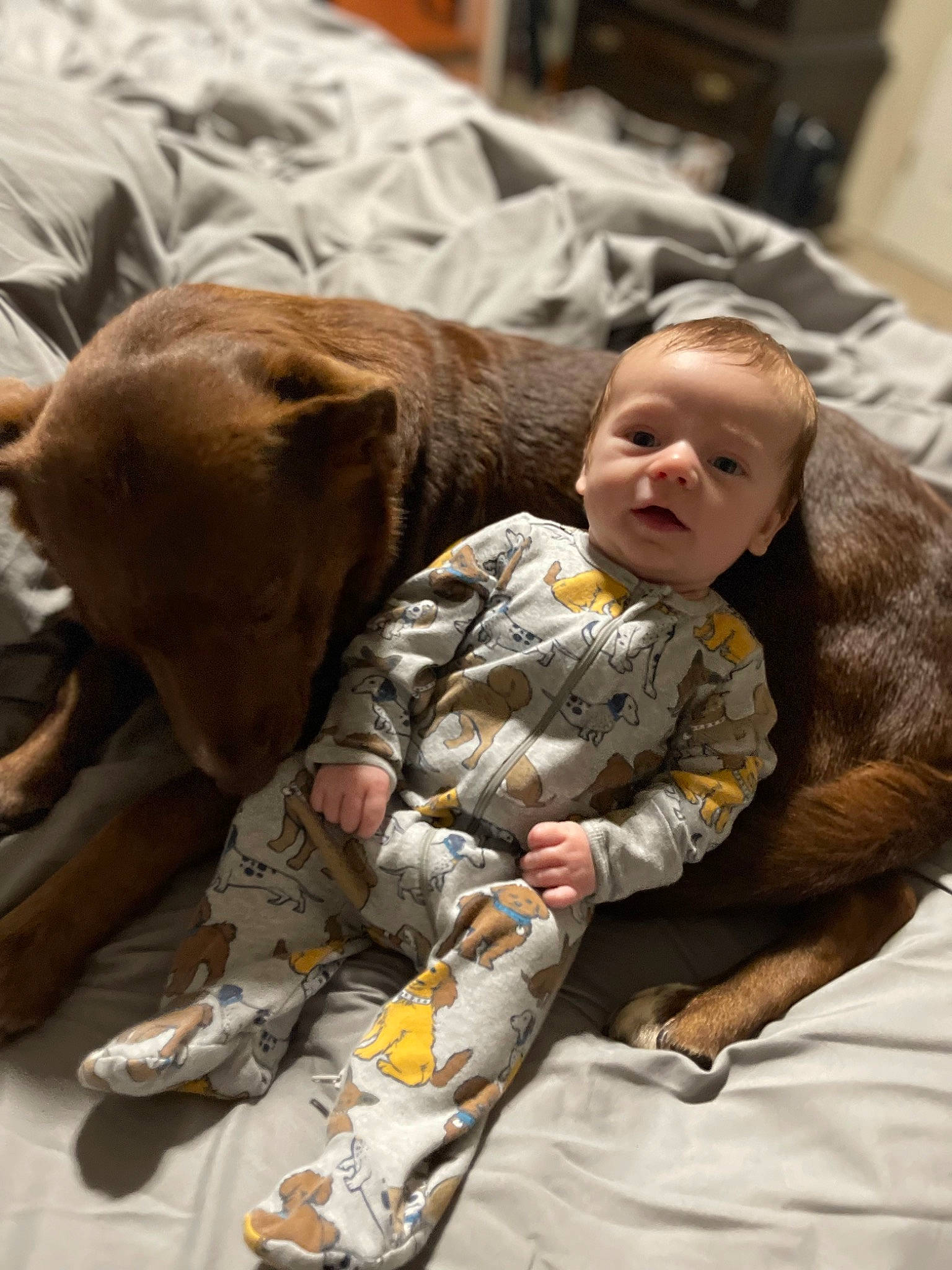 Lincoln joined the competition — help win amazing prizes! baby, canidae, child, comfort, companion_dog, dog, dog_breed, fur, guard_dog, military, military_camouflage, person, sitting, soldier, sporting_group, toddler, working_animal