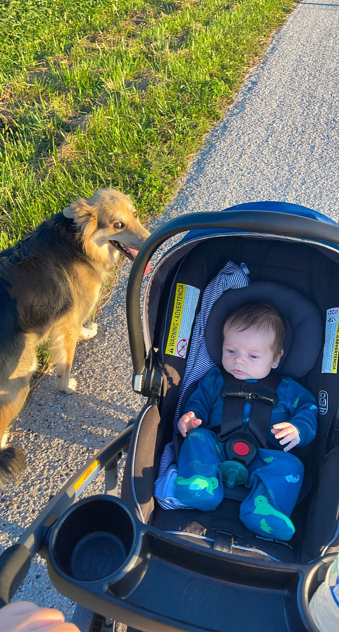 Lincoln is registered to the contest to win money with this photo: auto_part, baby, baby_carriage, baby_products, blue, carnivore, comfort, companion_dog, dog, dog_breed, electric_blue, fun, grass, leisure, motor_vehicle, person, plant, recreation, toddler, travel