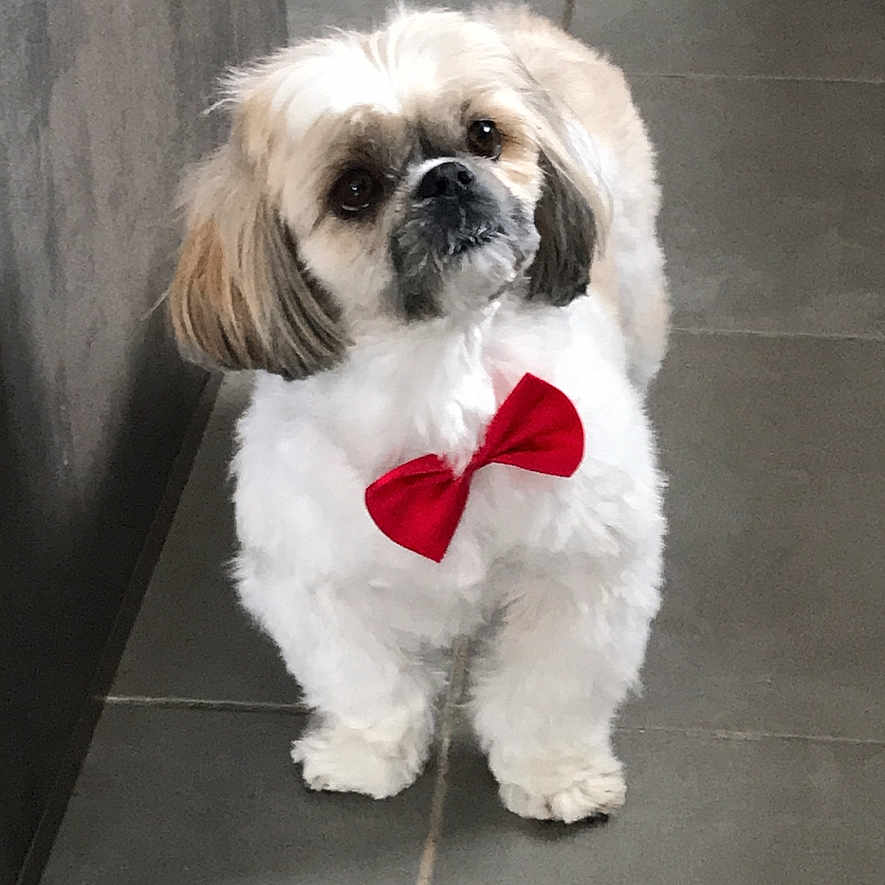 Isaë participe au concours pour gagner de l'argent avec cette photo : adorable, animal, bow_tie, brown_fur, companion, curious, cute, dog, domestic_animal, floor, fluffy, friendly, indoor, looking_up, pet, portrait, small_dog, standing, tile_floor, white_fur