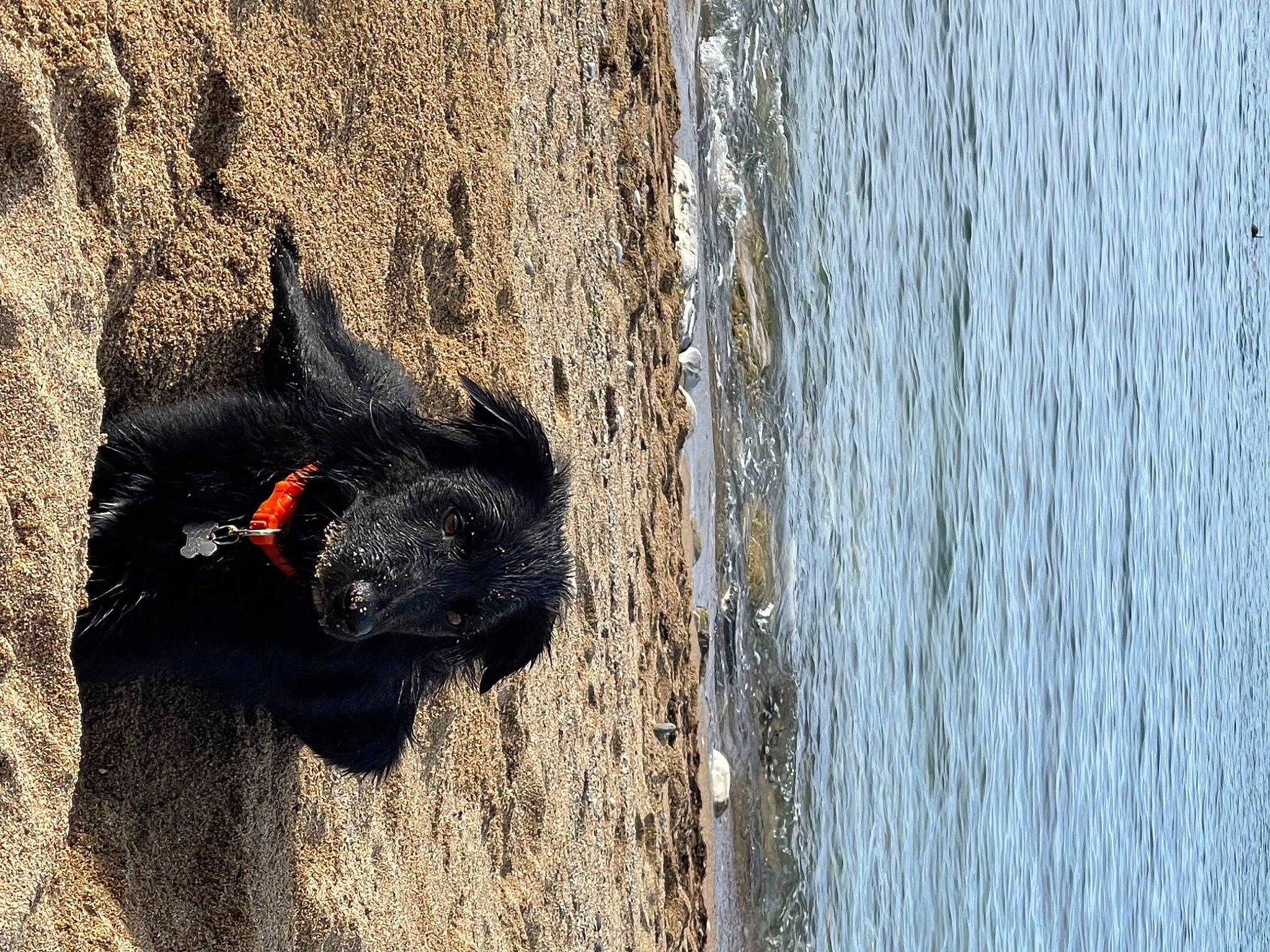 Duende a rejoint le concours — aidez-le/la à gagner de superbes lots ! bat, beak, bird, carnivore, fur, grey, lake, plant, shadow, snout, soil, sporting_group, tail, terrestrial_animal, tints_and_shades, tree, trunk, water, window, wood