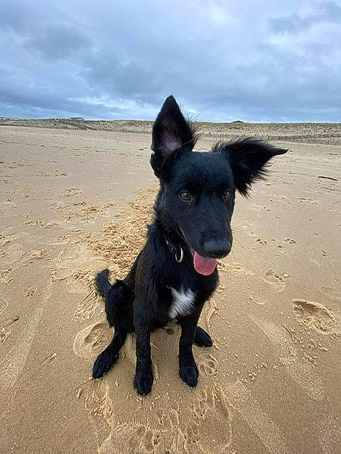 Duende participe au concours pour gagner de l'argent avec cette photo : beach, canidae, carnivore, cloud, collar, companion_dog, dog, dog_breed, dog_collar, landscape, ocean, sand, shadow, sky, snout, sporting_group, wave, wind_wave, working_animal, working_dog