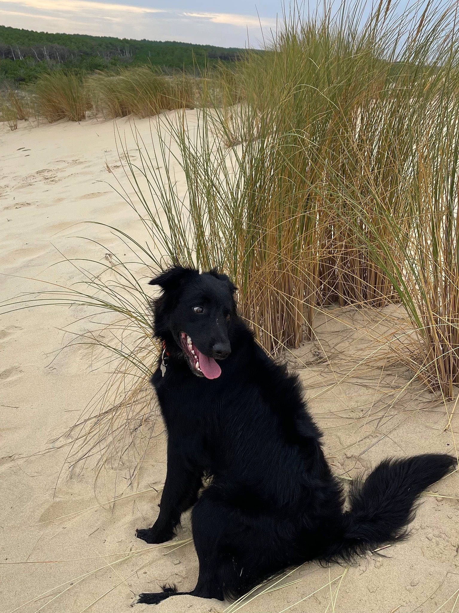 Duende participe au concours pour gagner de l'argent avec cette photo : borador, canidae, carnivore, cloud, companion_dog, dog, dog_breed, dog_collar, fur, grass, landscape, plant, sky, soil, sporting_group, tail, terrestrial_animal, tints_and_shades, working_animal, working_dog