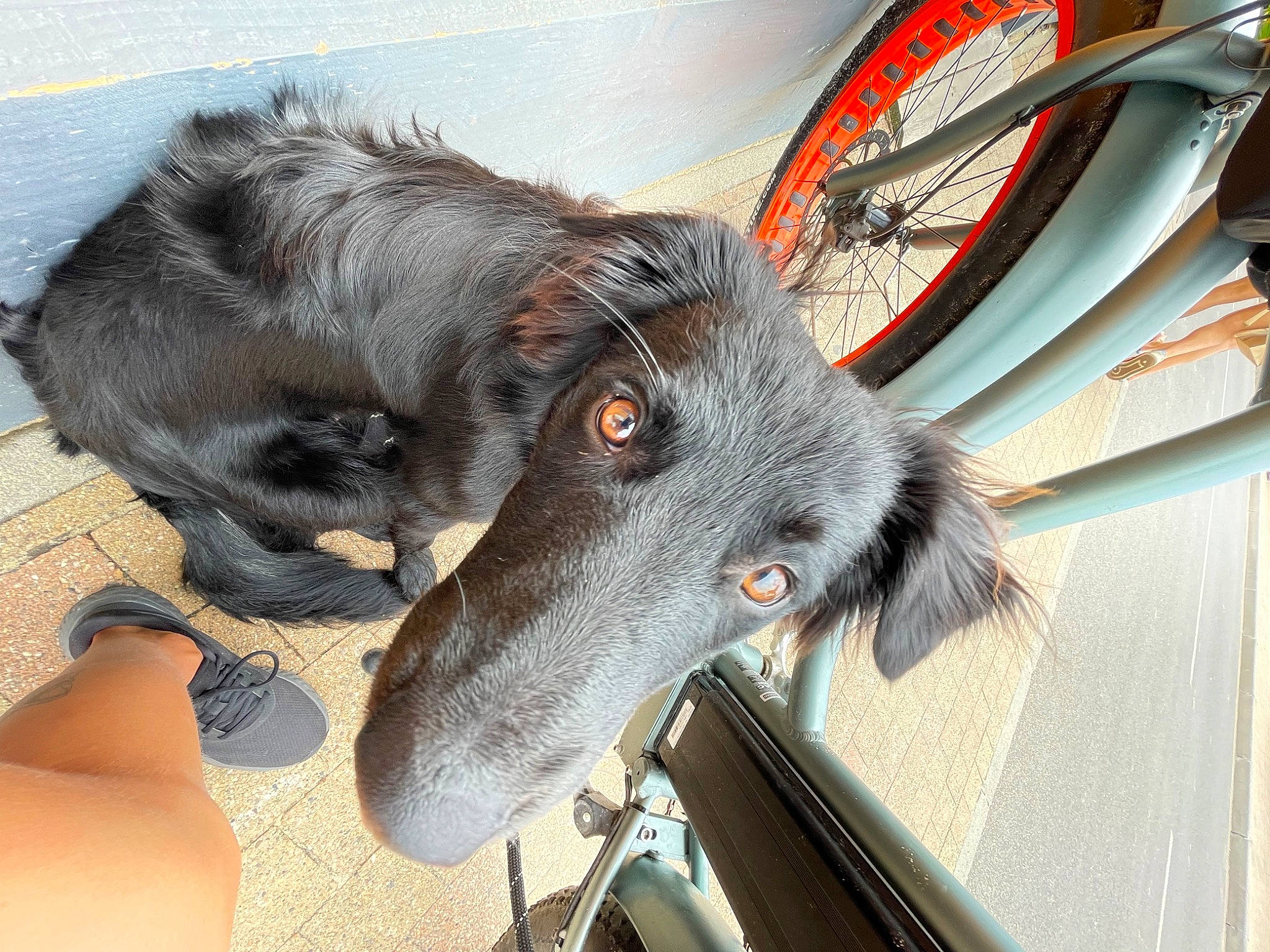 Duende a rejoint le concours — aidez-le/la à gagner de superbes lots ! bicycle, bicycle_tire, bicycle_wheel, canidae, carnivore, collar, companion_dog, dog, dog_breed, dog_collar, ear, fur, jaw, liver, snout, sporting_group, tire, wheel, whiskers, working_animal