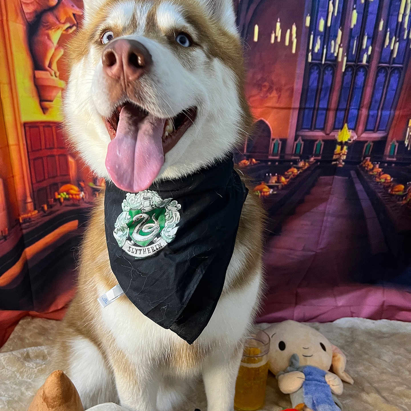 Cacho joined the competition — help win amazing prizes! background, bandana, carpet, cute, dog, drink, fantasy, glass, happy, harry_potter, husky, indoor, pet, plush_toys, portrait, slytherin, smiling, stuffed_animal, tongue_out, toy