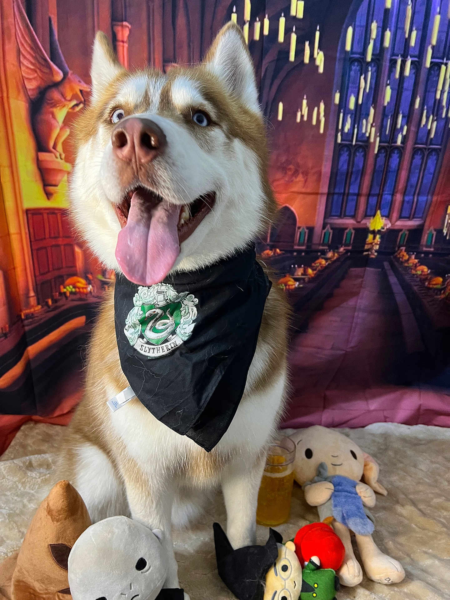 Cacho joined the competition — help win amazing prizes! dog, husky, bandana, slytherin, plush_toys, toy, stuffed_animal, indoor, portrait, smiling, tongue_out, happy, background, harry_potter, fantasy, glass, drink, carpet, cute, pet