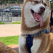 Cacho is registered to the contest to win money with this photo: dog, husky, grass, outdoor, pet, animal, happy, tongue_out, canine, leash, harness, nature, park, sunny, fence, trees, person_partial, playful, smiling, friendship