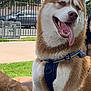 dog, husky, grass, outdoor, pet, animal, happy, tongue_out, canine, leash, harness, nature, park, sunny, fence, trees, person_partial, playful, smiling, friendship