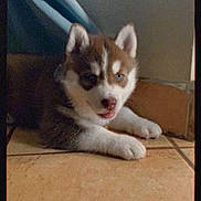 Cacho joined the competition — help win amazing prizes! adorable, animal, blue_eyes, canine, companion, curtain, cute, dog, fur, indoor, pet, playful, puppy, resting, siberian_husky, small_dog, tile_floor, tongue_out, wall, young_dog