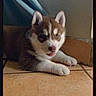 adorable, animal, blue_eyes, canine, companion, curtain, cute, dog, fur, indoor, pet, playful, puppy, resting, siberian_husky, small_dog, tile_floor, tongue_out, wall, young_dog