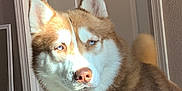 Cacho is registered to the contest to win money with this photo: dog, husky, blue_eyes, indoor, pet, fur, close_up, canine, animal, portrait, sunlight, door, wall, tail, mammal, domestic_animal, looking_away, brown_fur, white_fur, ears