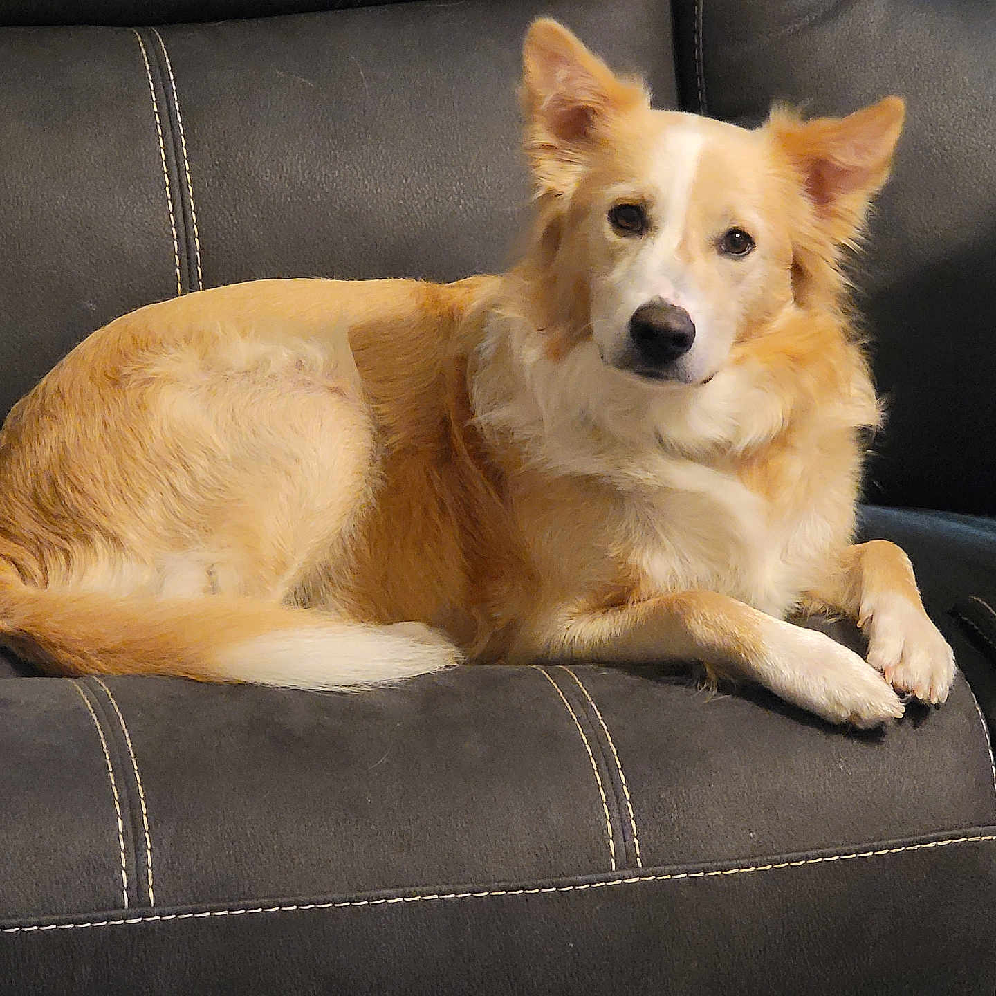 Denali Cole is registered to the contest to win money with this photo: animal, calm, canine, companion, couch, dog, domestic, ears, fur, furniture, golden, indoor, laying, leather, paw, pet, portrait, relaxed, snout, white