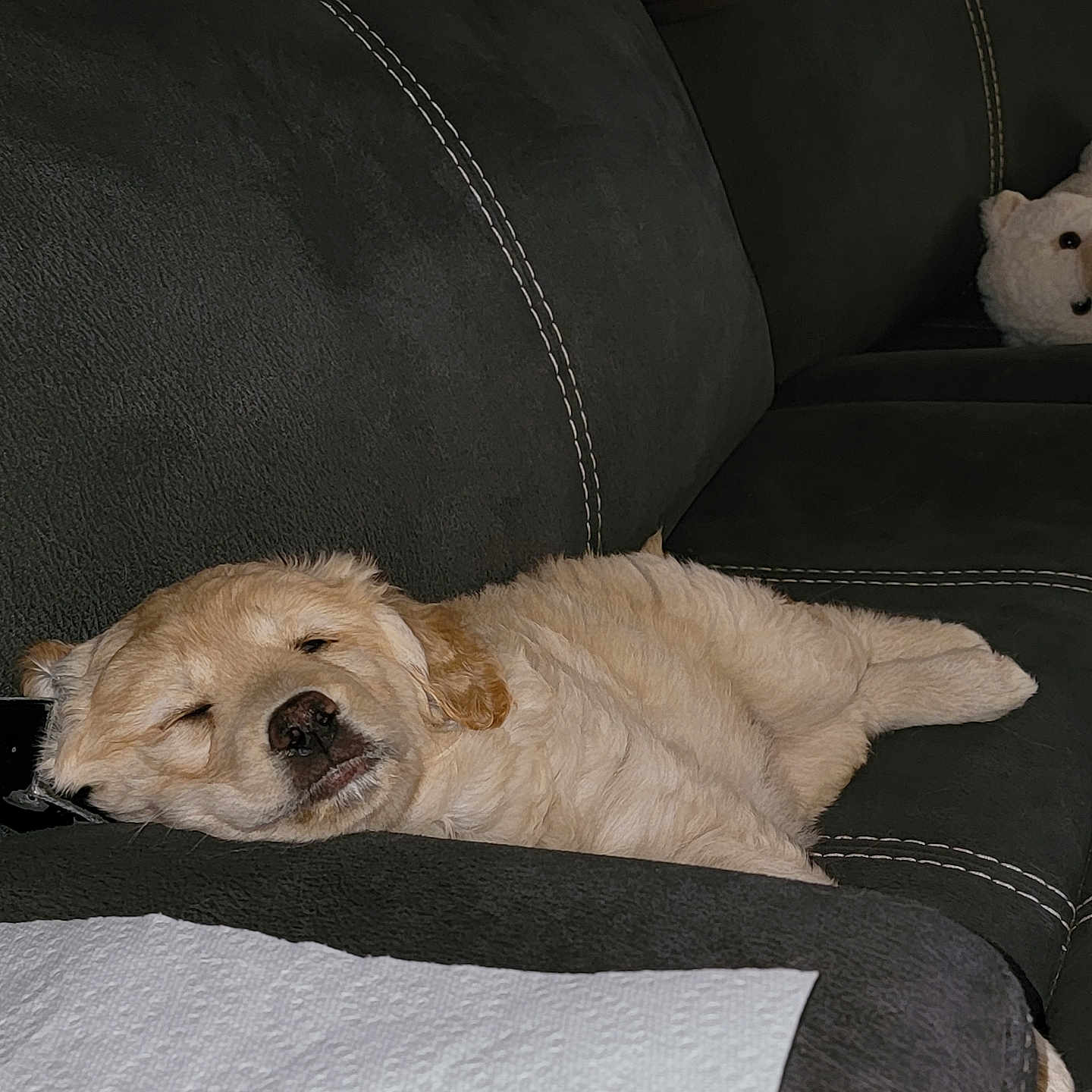 Sierra Rose is registered to the contest to win money with this photo: animal, blanket, canine, comfort, couch, cozy, cute, dog, domestic, fur, home, indoor, napping, pet, puppy, relaxation, resting, sleeping, soft, teddy_bear