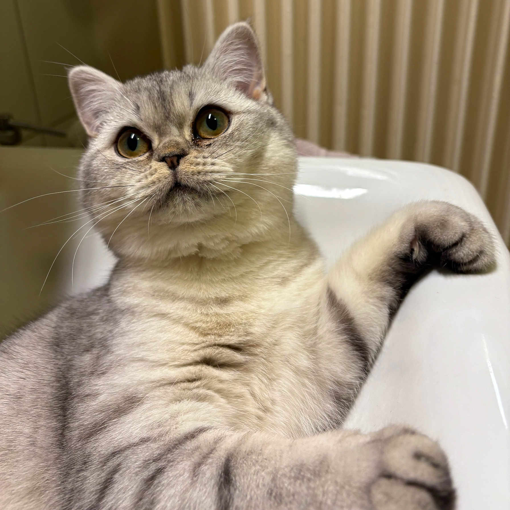 Kira participe au concours pour gagner de l'argent avec cette photo : abyssinian, angora, animal, bathing, bathtub, cat, chair, couch, furniture, kitten, manx, person, pet, siamese, sink, tub