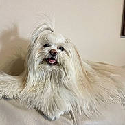 Bentley is registered to the contest to win money with this photo: dog, white_dog, long_hair, fluffy, pet, canine, indoor, couch, sofa, relaxed, happy, tongue_out, topknot, shadow, wall, framed_picture, fur, animal, companion, domestic