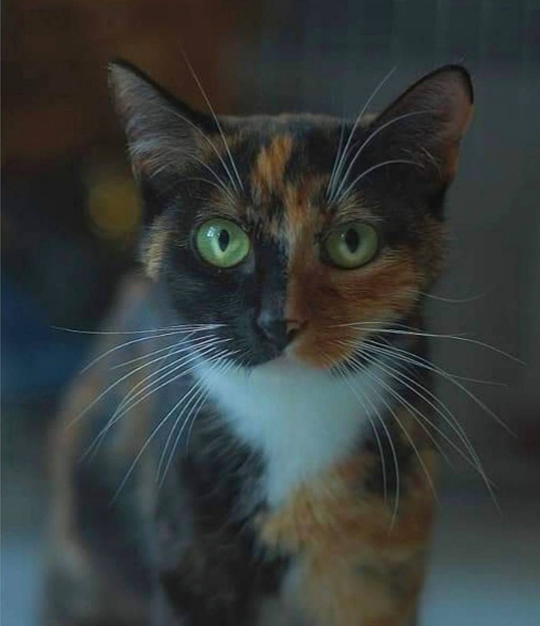 Rainbow a rejoint le concours — aidez-le/la à gagner de superbes lots ! carnivore, cat, domestic_short_haired_cat, eyelash, felidae, fur, macro_photography, small_to_medium_sized_cats, terrestrial_animal, whiskers