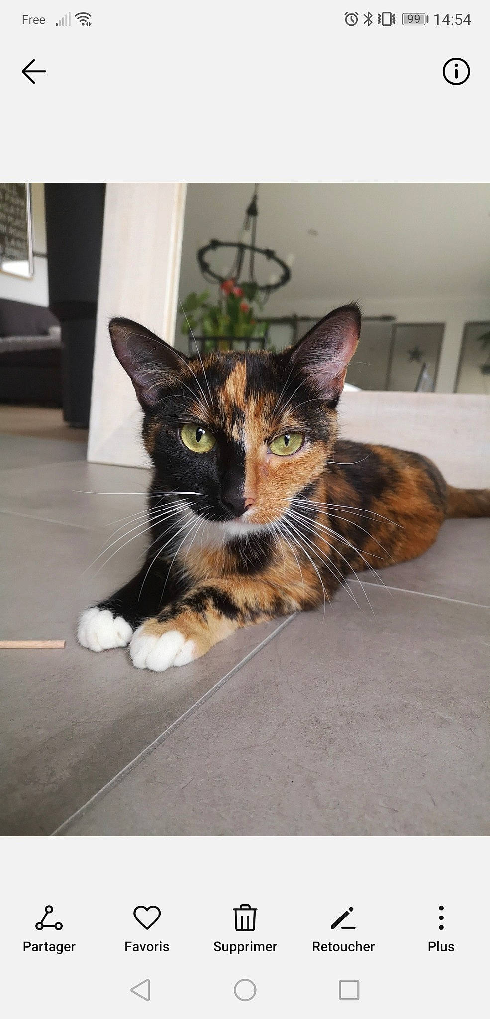 Rainbow a rejoint le concours — aidez-le/la à gagner de superbes lots ! box, carnivore, cat, domestic_short_haired_cat, felidae, flooring, flowerpot, fur, houseplant, paw, picture_frame, plant, rectangle, room, sitting, small_to_medium_sized_cats, snout, tail, whiskers, window