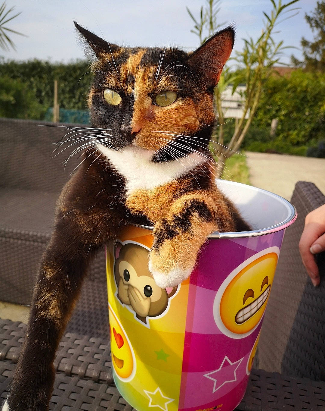 Rainbow participe au concours pour gagner de l'argent avec cette photo : art, box, cardboard, carnivore, cat, cat_supply, cup, domestic_short_haired_cat, fawn, felidae, fur, grass, paw, plant, sky, small_to_medium_sized_cats, snout, tail, tree, whiskers