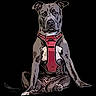 Topaze participe au concours pour gagner de l'argent avec cette photo : alert, animal, black_background, canine, dog, domestic_animal, ears_up, front_view, harness, indoor, muscular, pet, portrait, red_harness, serious_expression, short_fur, single_animal, sitting, studio_shot, watchful