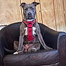 Topaze participe au concours pour gagner de l'argent avec cette photo : animal, brown_dog, calm, canine, chair, companion, dog, domestic_animal, four_legged, furniture, household, indoor, leather_chair, looking_at_camera, medium_sized_dog, pet, red_harness, sitting, vintage_wallpaper, wall