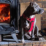Topaze a rejoint le concours — aidez-le/la à gagner de superbes lots ! animal, brick_wall, calm, cozy, dog, domestic_animal, fire, fireplace, gray_coat, hearth, household, indoors, looking_away, mammal, pet, quiet, red_harness, resting, seated, warm_light