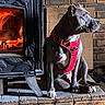 dog, fireplace, brick_wall, red_harness, pet, indoors, warm_light, cozy, seated, animal, gray_coat, looking_away, mammal, domestic_animal, quiet, calm, household, resting, fire, hearth