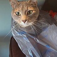 Willow joined the competition — help win amazing prizes! cat, plastic_bag, chair, indoor, whiskers, eyes, table, papers, snack_bag, curious, pet, feline, domestic_animal, brown, gray, closeup, sitting, household, mischievous, funny