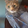 cat, plastic_bag, chair, indoor, whiskers, eyes, table, papers, snack_bag, curious, pet, feline, domestic_animal, brown, gray, closeup, sitting, household, mischievous, funny