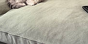 Alaska participe au concours pour gagner de l'argent avec cette photo : kitten, cat, fluffy, gray, couch, cushion, pet, indoor, playful, tongue_out, furniture, soft, relaxed, small_animal, domestic_animal, cute, animal, resting, living_room, home