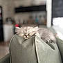 kitten, cat, sleeping, couch, furniture, indoor, cozy, pet, fur, resting, home, living_room, blurred_background, soft_focus, green, texture, adorable, relaxation, animal, cute