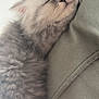 kitten, sleeping, gray_fur, fluffy, cute, pet, animal, closeup, cozy, resting, whiskers, soft, feline, nap, young, indoor, peaceful, adorable, fur, face