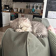 Alaska a rejoint le concours — aidez-le/la à gagner de superbes lots ! kitten, cat, sleeping, couch, green_couch, indoor, home, cozy, furniture, fur, pet, animal, resting, paw, gray_cat, domestic_cat, cute, relaxed, living_room, background
