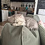 kitten, cat, sleeping, couch, green_couch, indoor, home, cozy, furniture, fur, pet, animal, resting, paw, gray_cat, domestic_cat, cute, relaxed, living_room, background