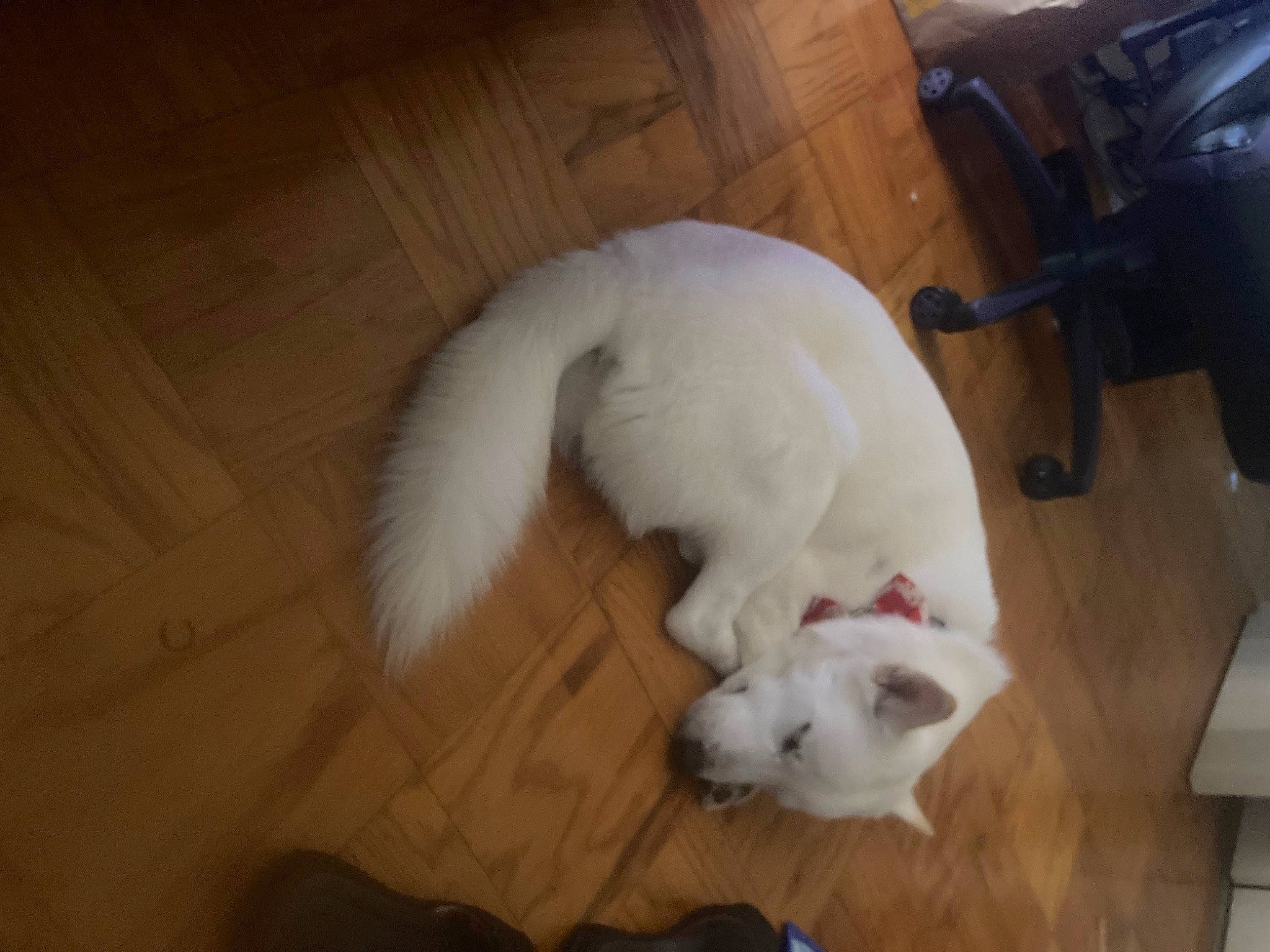 Kion joined the competition — help win amazing prizes! carnivore, cat, comfort, companion_dog, dog_breed, felidae, floor, flooring, fur, hardwood, mammal, nap, paw, pet_supply, room, small_to_medium_sized_cats, tail, whiskers, wood, wood_flooring