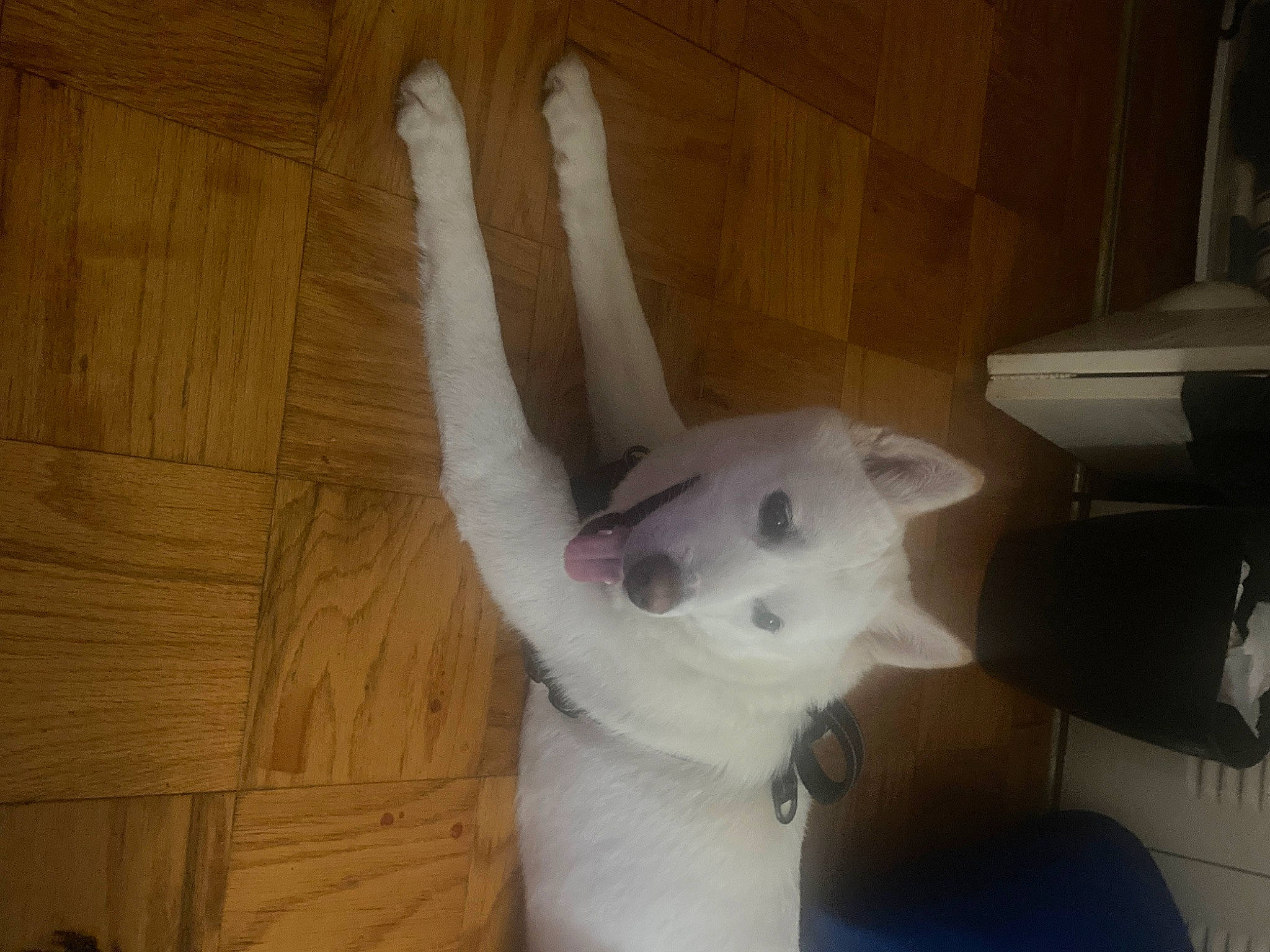 Kion is registered to the contest to win money with this photo: carnivore, comfort, companion_dog, dog, dog_breed, ear, fawn, felidae, flooring, hardwood, mammal, pet_supply, small_to_medium_sized_cats, snout, sporting_group, stairs, tail, whiskers, wood, working_animal